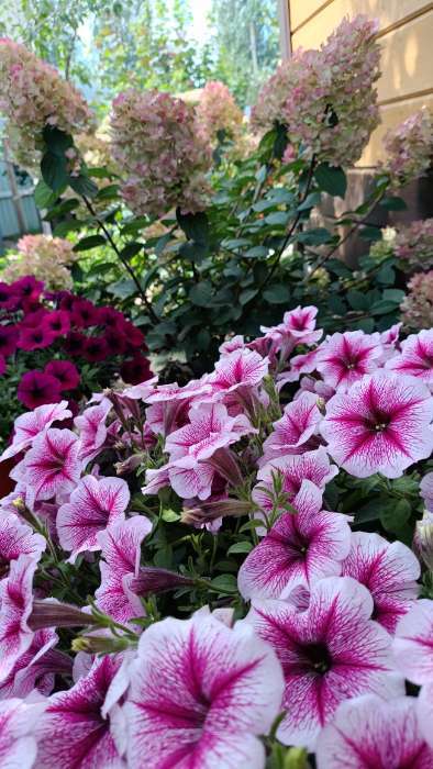 Фотография покупателя товара Семена цветов петуния каскадная «Опера Суприм Распберри Айс F1», 3 драже - Фото 1