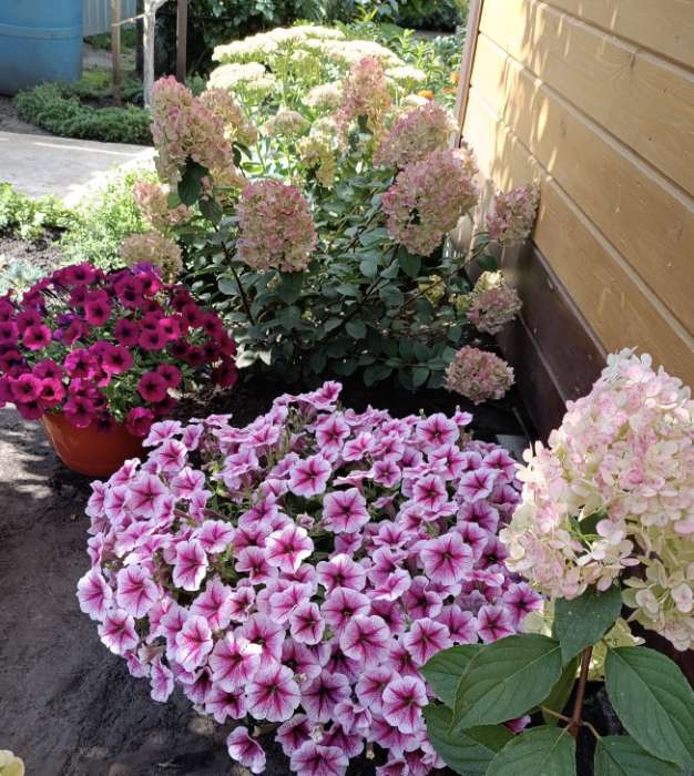 Фотография покупателя товара Семена цветов петуния каскадная «Опера Суприм Распберри Айс F1», 3 драже - Фото 2