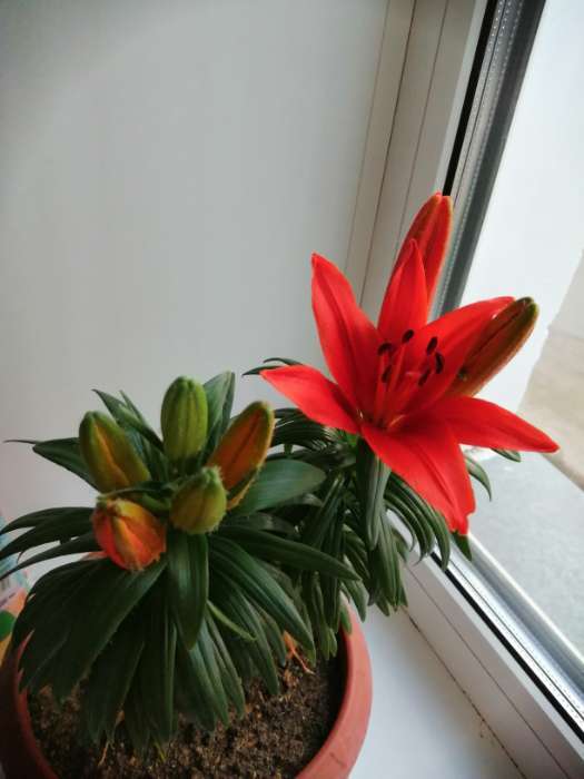 Фотография покупателя товара Лилия Махровая Fata Morgana, луковица в пакете с перфорацией, р-р 12/14, 2 шт. - Фото 7