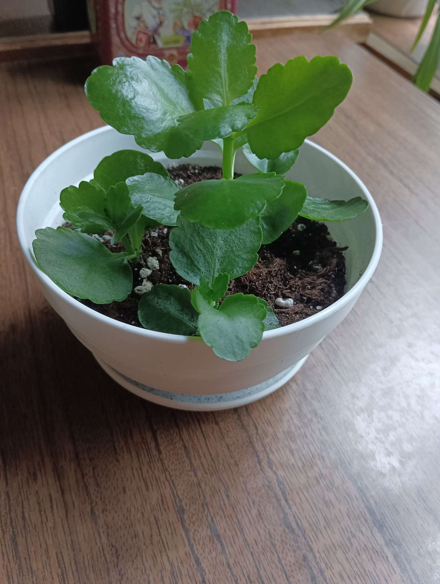 Фотография покупателя товара Горшок для цветов с поддоном «Алиса», 500 мл, d=13 см, h=8 см, пластиковый, белый - Фото 1