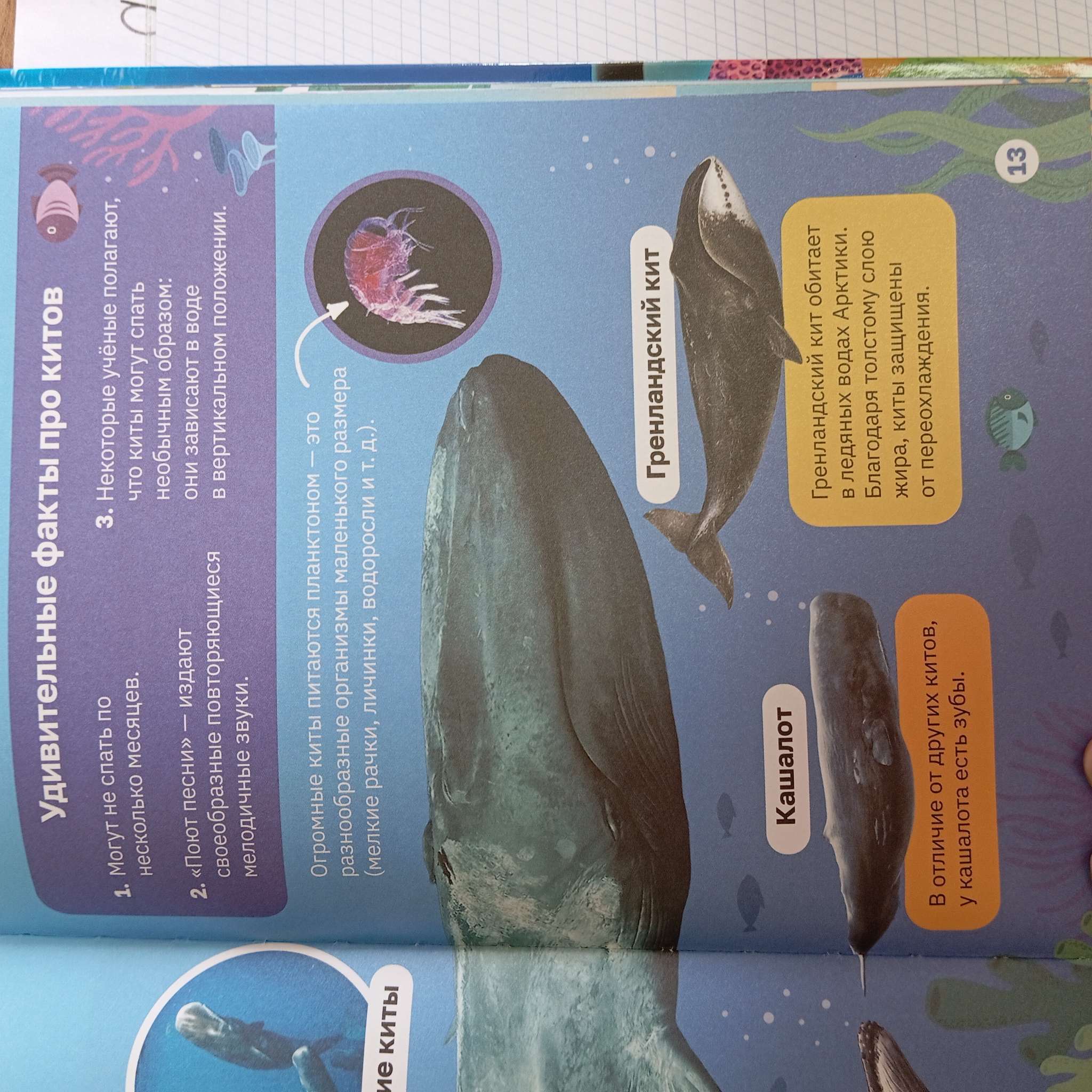 Фотография покупателя товара Энциклопедия в твёрдом переплёте «Подводный мир», 48 стр. - Фото 2