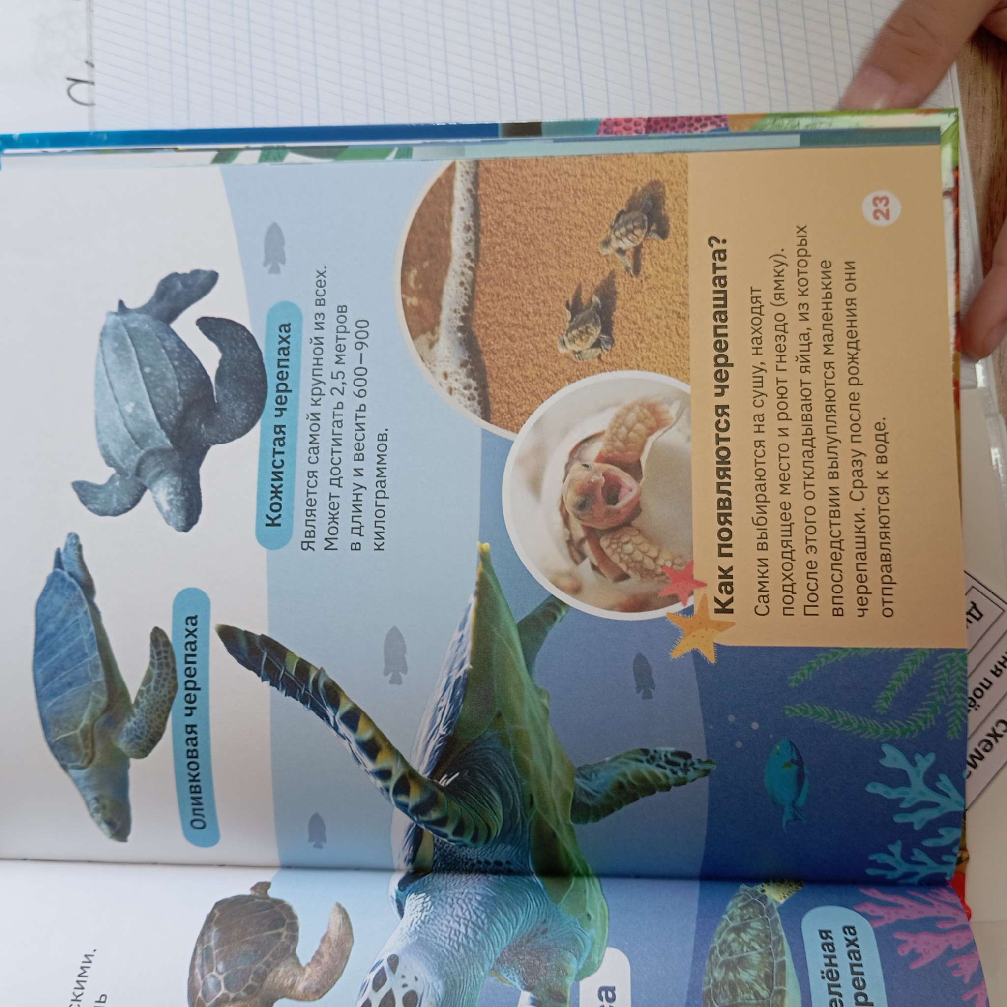 Фотография покупателя товара Энциклопедия в твёрдом переплёте «Подводный мир», 48 стр. - Фото 3