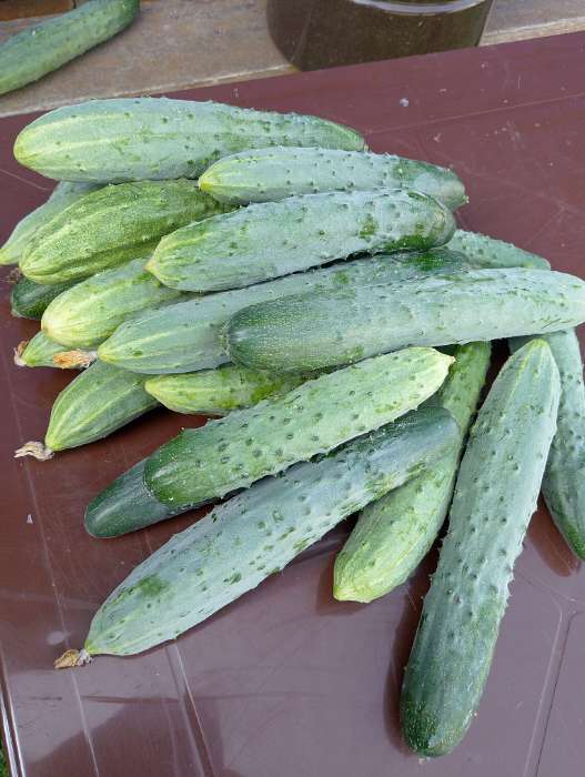 Фотография покупателя товара Семена Огурец «Бакс», F1, 0.5 г, «Гавриш» - Фото 1