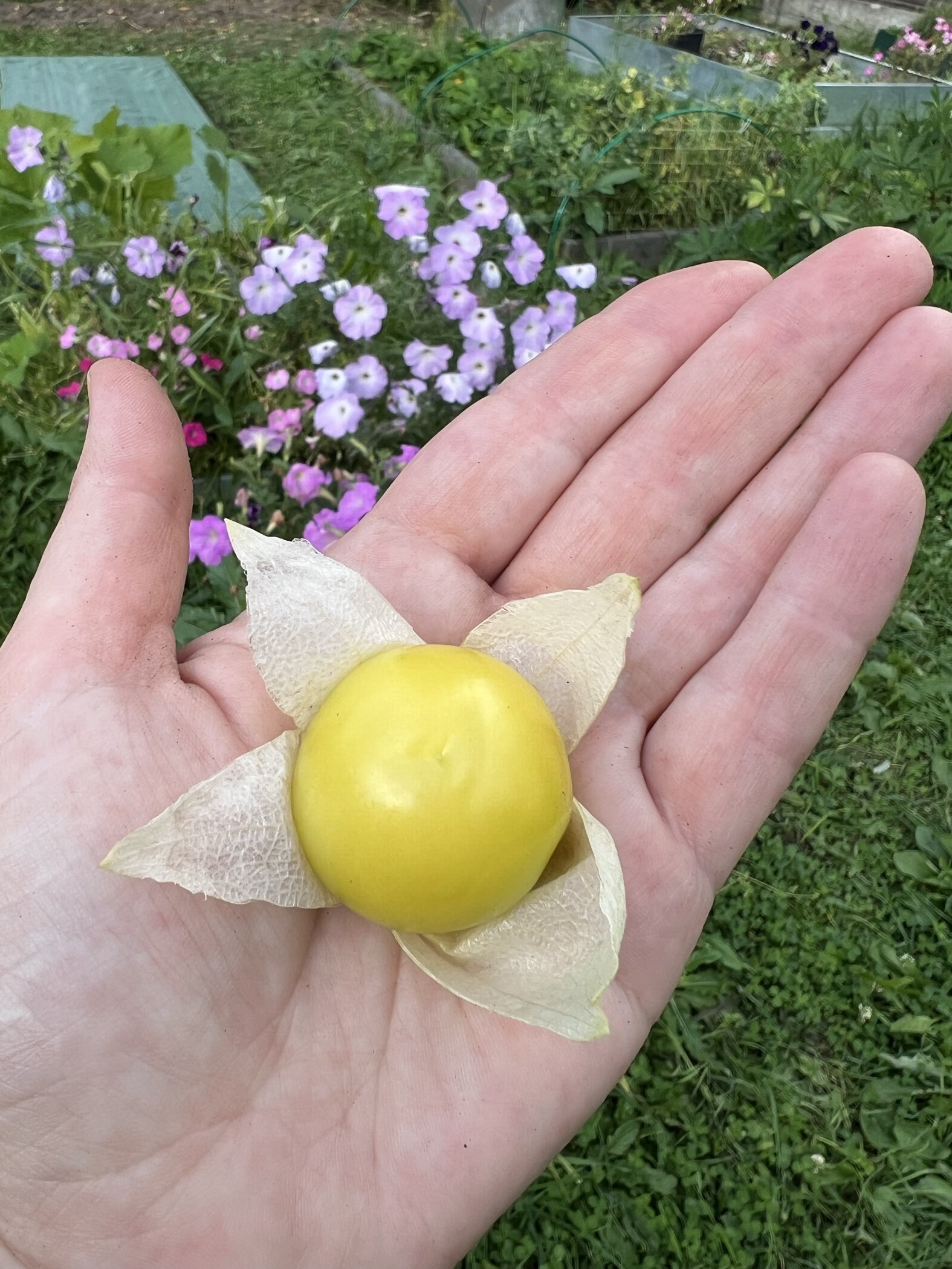 Фотография покупателя товара Семена Физалис "ЯНТАРНЫЕ БУСЫ", 0,1 г - Фото 2