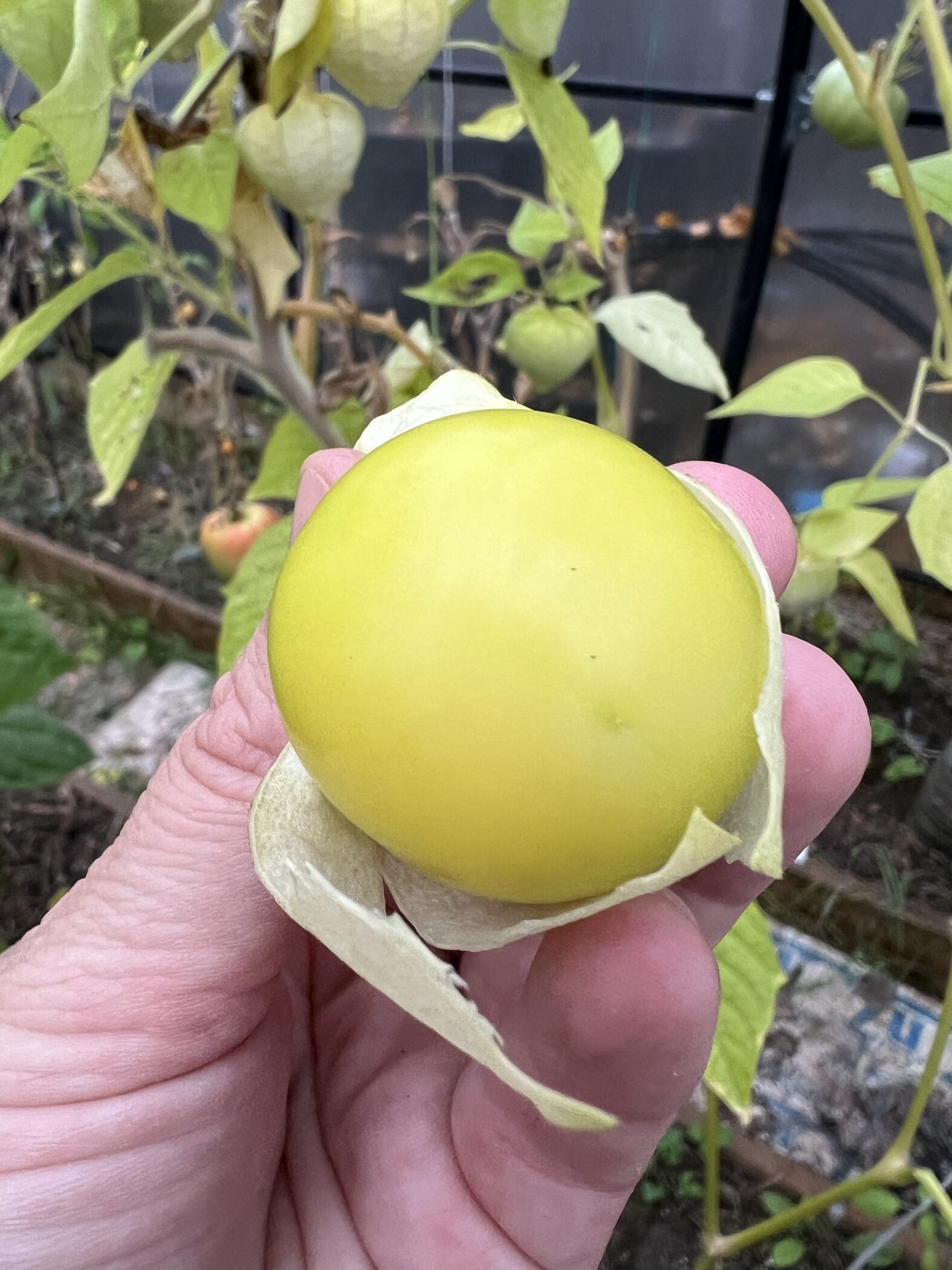 Фотография покупателя товара Семена Физалис "ЯНТАРНЫЕ БУСЫ", 0,1 г - Фото 3