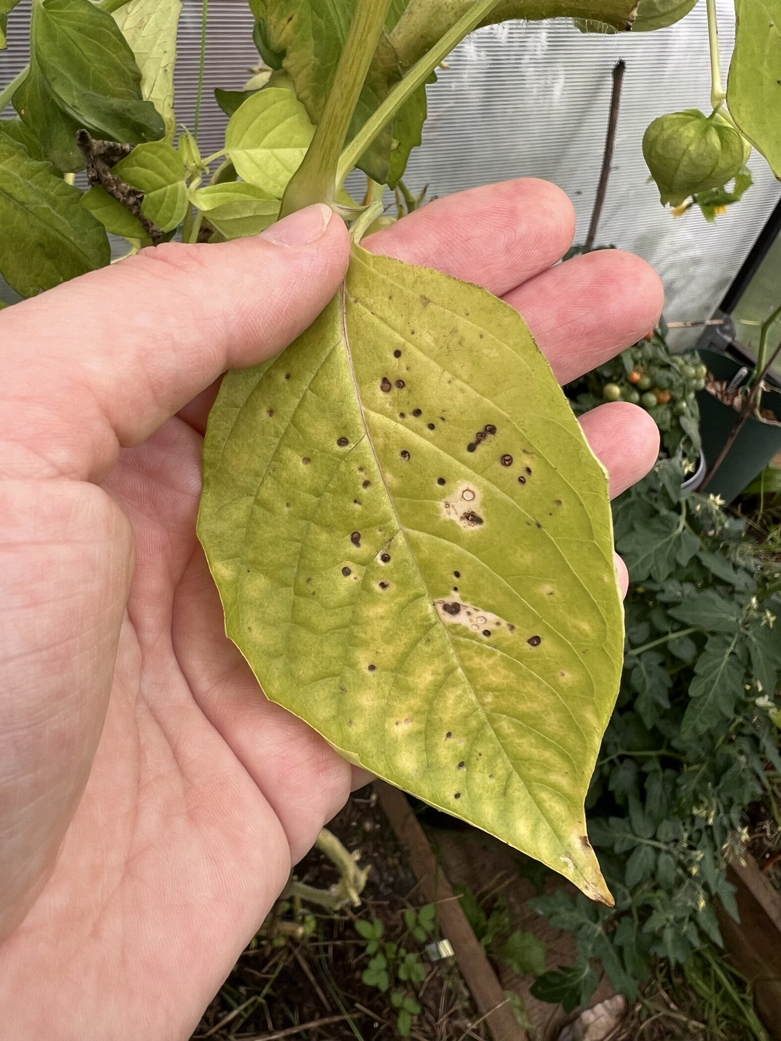 Фотография покупателя товара Семена Физалис "ЯНТАРНЫЕ БУСЫ", 0,1 г - Фото 4