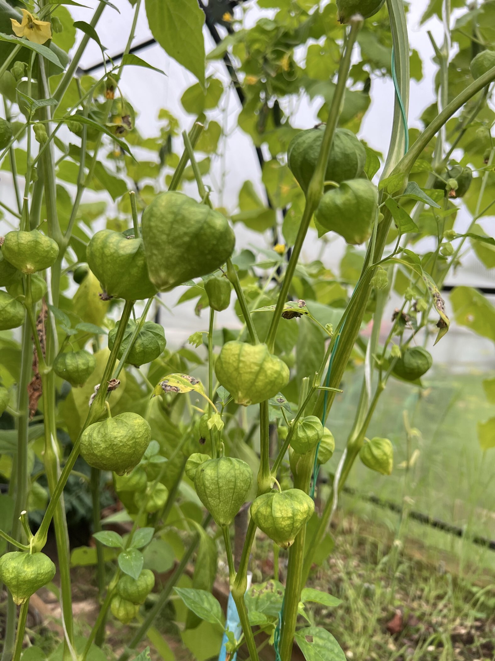 Фотография покупателя товара Семена Физалис "ЯНТАРНЫЕ БУСЫ", 0,1 г - Фото 7