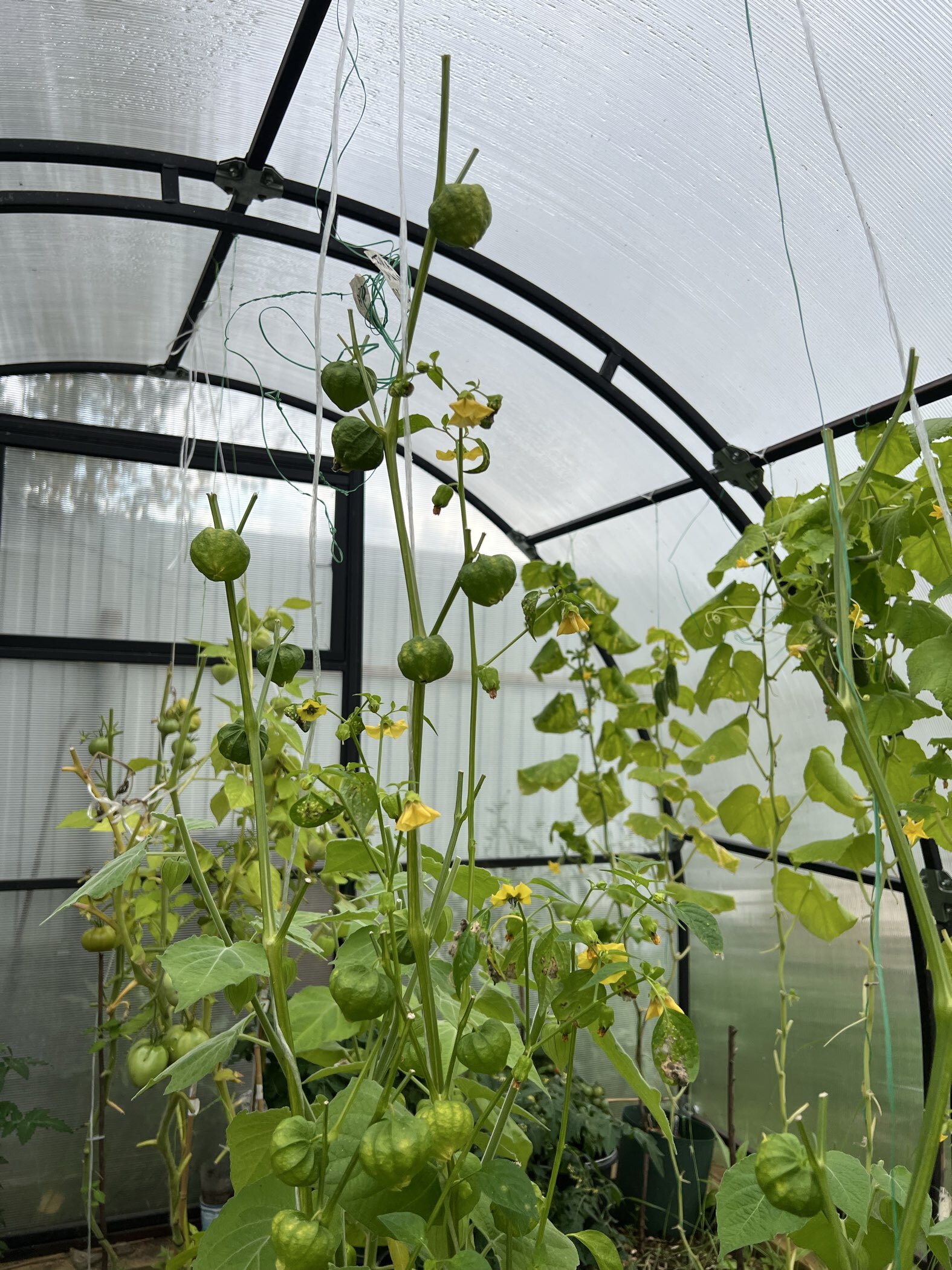 Фотография покупателя товара Семена Физалис "ЯНТАРНЫЕ БУСЫ", 0,1 г - Фото 8