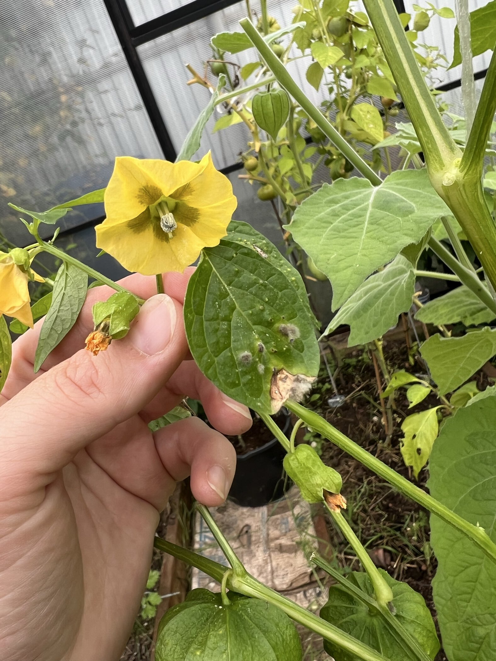 Фотография покупателя товара Семена Физалис "ЯНТАРНЫЕ БУСЫ", 0,1 г - Фото 9