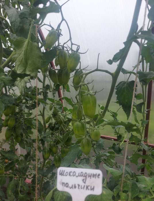 Фотография покупателя товара Семена Томат черри «Шоколадные пальчики», индетерминантный, высокорослый, F1, 0.03 г, Premium seeds - Фото 1