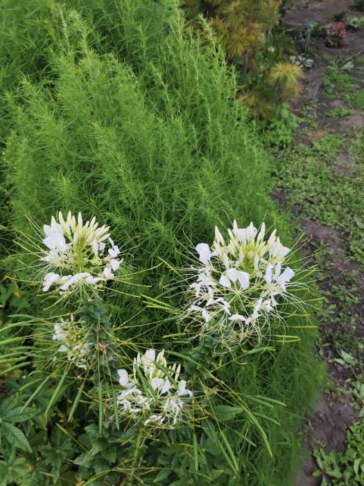 Фотография покупателя товара Семена цветов Клеома "Цветной фонтан", Сем. Алт, ц/п, 0,1 г - Фото 1