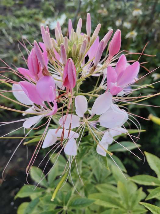 Фотография покупателя товара Семена цветов Клеома "Цветной фонтан", Сем. Алт, ц/п, 0,1 г - Фото 2