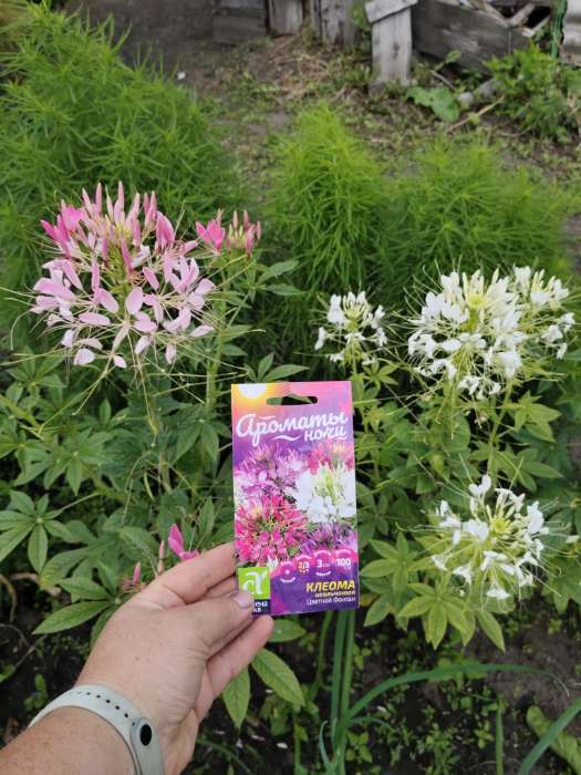 Фотография покупателя товара Семена цветов Клеома "Цветной фонтан", Сем. Алт, ц/п, 0,1 г - Фото 3