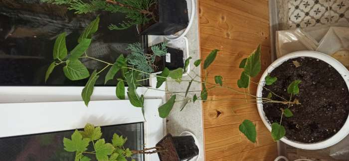 Фотография покупателя товара Семена Шелковица "Белая", 0,15 г - Фото 1