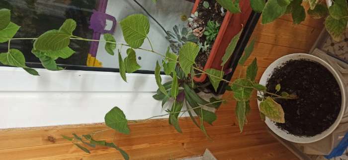 Фотография покупателя товара Семена Шелковица "Белая", 0,15 г - Фото 2