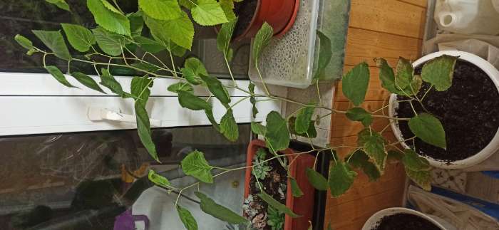 Фотография покупателя товара Семена Шелковица "Белая", 0,15 г - Фото 3