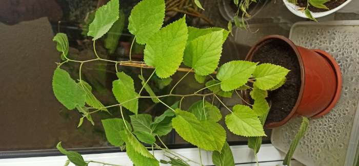 Фотография покупателя товара Семена Шелковица "Белая", 0,15 г - Фото 4