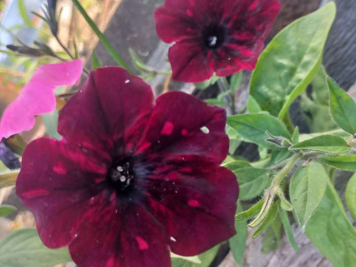 Фотография покупателя товара Семена цветов Вьюнок "Мозаика", красный, 44 шт - Фото 1