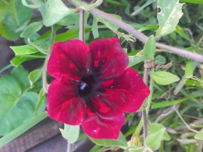 Фотография покупателя товара Семена цветов Вьюнок "Мозаика", красный, 44 шт - Фото 2