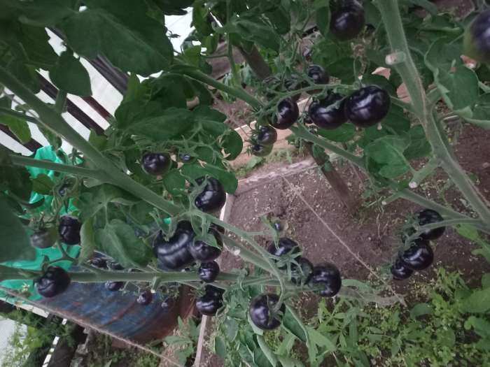 Фотография покупателя товара Семена Томат "Черная гроздь" F1, серия Русский огород, индетерминантный,высокорослый, 10 шт - Фото 1