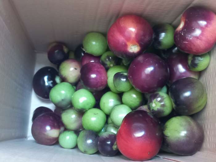 Фотография покупателя товара Семена Томат "Черная гроздь" F1, серия Русский огород, индетерминантный,высокорослый, 10 шт - Фото 3