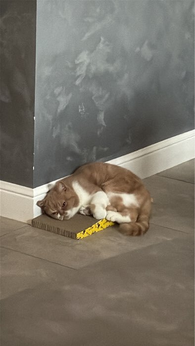 Фотография покупателя товара Когтеточка-лежанка «Пижон» из гофрокартона с кошачьей мятой «Волна», 43×21×3.5 см - Фото 1