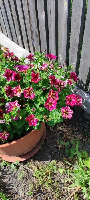 Фотография покупателя товара Семена цветов Петуния мультифлора «Май Джой Еллоу Бронз Ред», 5 шт., «Поиск» - Фото 4