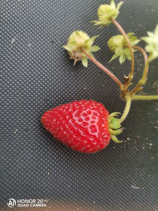 Фотография покупателя товара Семена Земляника "Гордость Урала" ,  10 шт - Фото 1