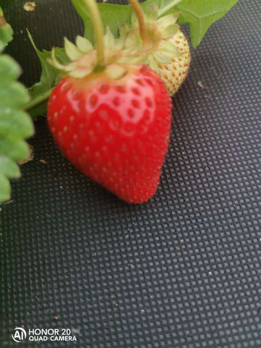 Фотография покупателя товара Семена Земляника "Гордость Урала" ,  10 шт - Фото 2