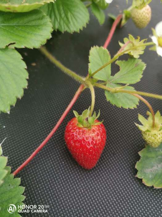 Фотография покупателя товара Семена Земляника "Гордость Урала" ,  10 шт - Фото 3