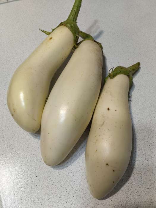 Фотография покупателя товара Семена Баклажан «Умка», 0.1 г, среднеспелый, «Поиск» - Фото 1