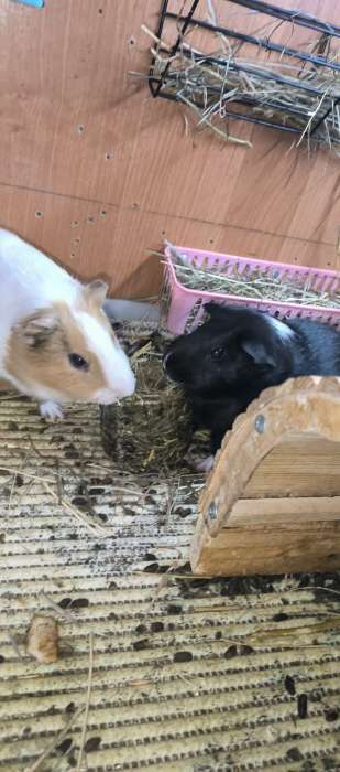 Фотография покупателя товара Сено луговое Таблеронн «Зверьё мое», 200 г - Фото 1