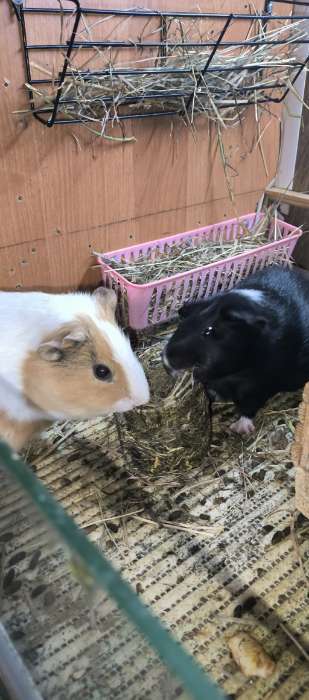 Фотография покупателя товара Сено луговое Таблеронн «Зверьё мое», 200 г - Фото 2