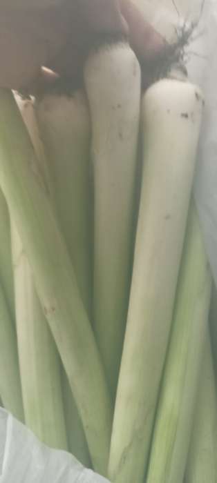 Фотография покупателя товара Семена Лук порей "Голиаф", раннеспелый, 0,5 г - Фото 1