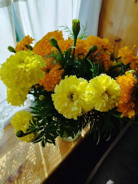 Фотография покупателя товара Семена цветов Бархатцы прямостоячие «Хлопушка», 0.2 г - Фото 1