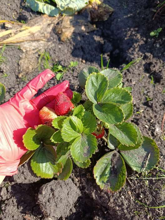 Фотография покупателя товара Семена Земляника "Карамель"  10 шт - Фото 1