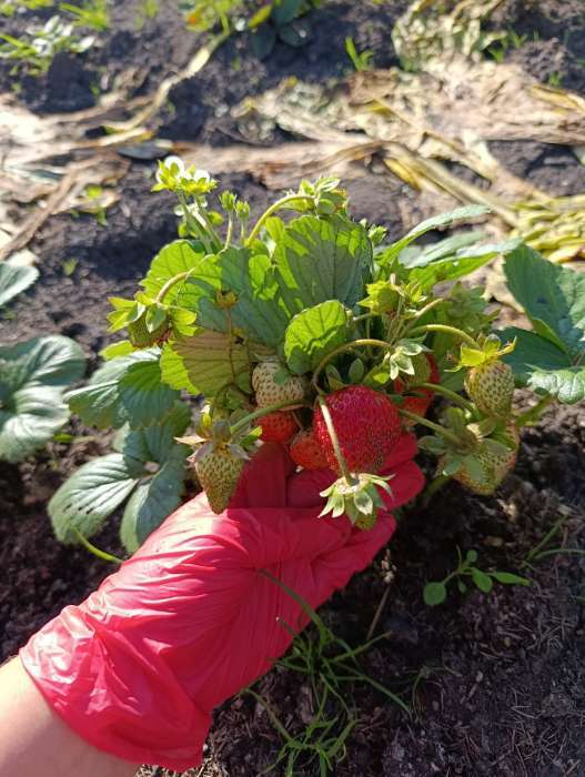 Фотография покупателя товара Семена Земляника "Карамель"  10 шт - Фото 2