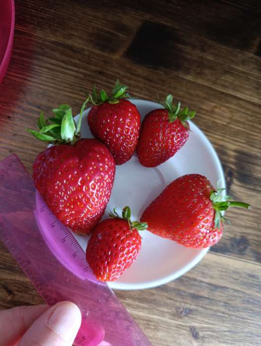 Фотография покупателя товара Семена Земляника "Карамель"  10 шт - Фото 3