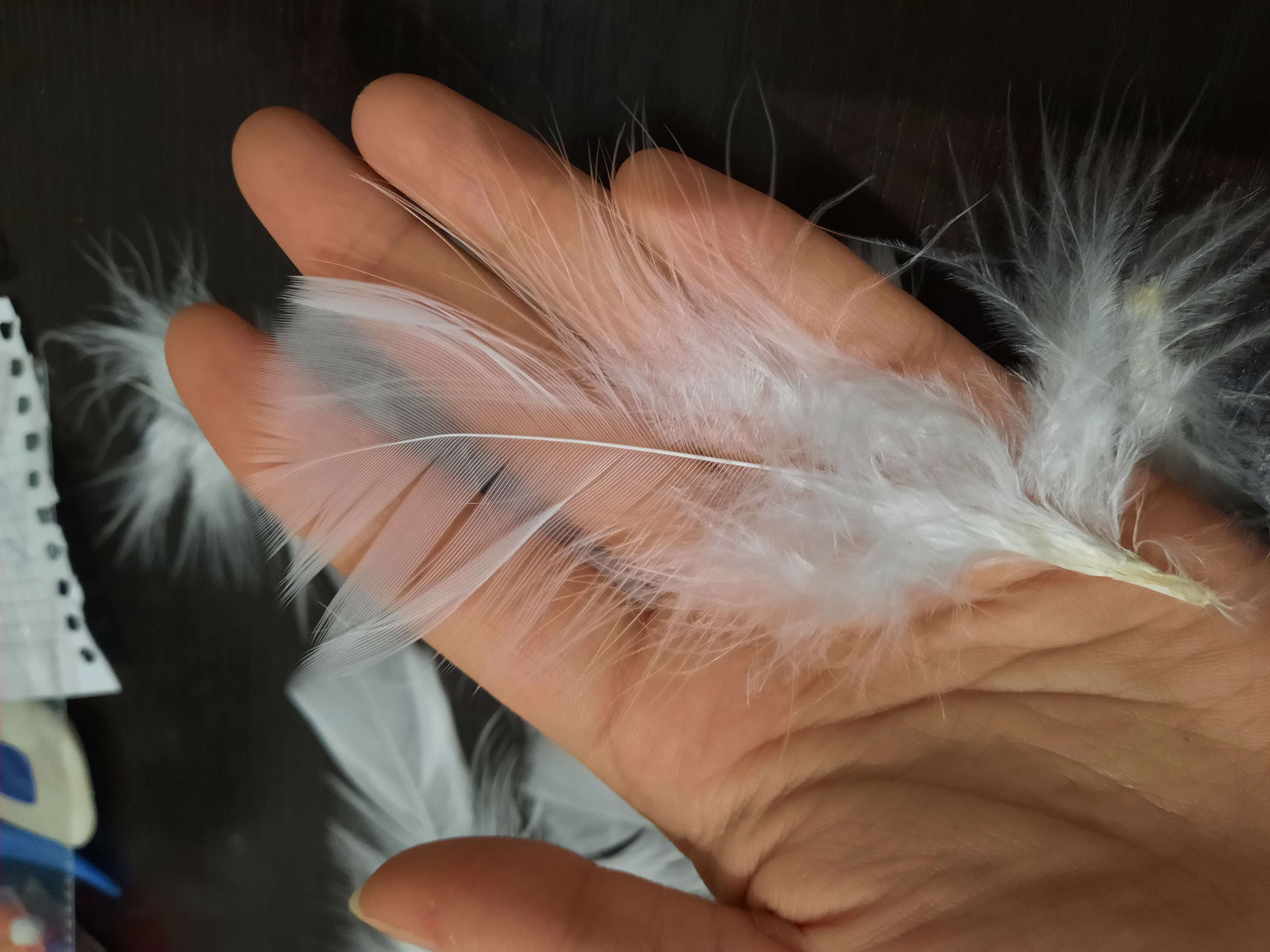 Фотография покупателя товара Набор перьев для декора 10 шт., размер 1 шт: 10 × 4 см, цвет розовый - Фото 2