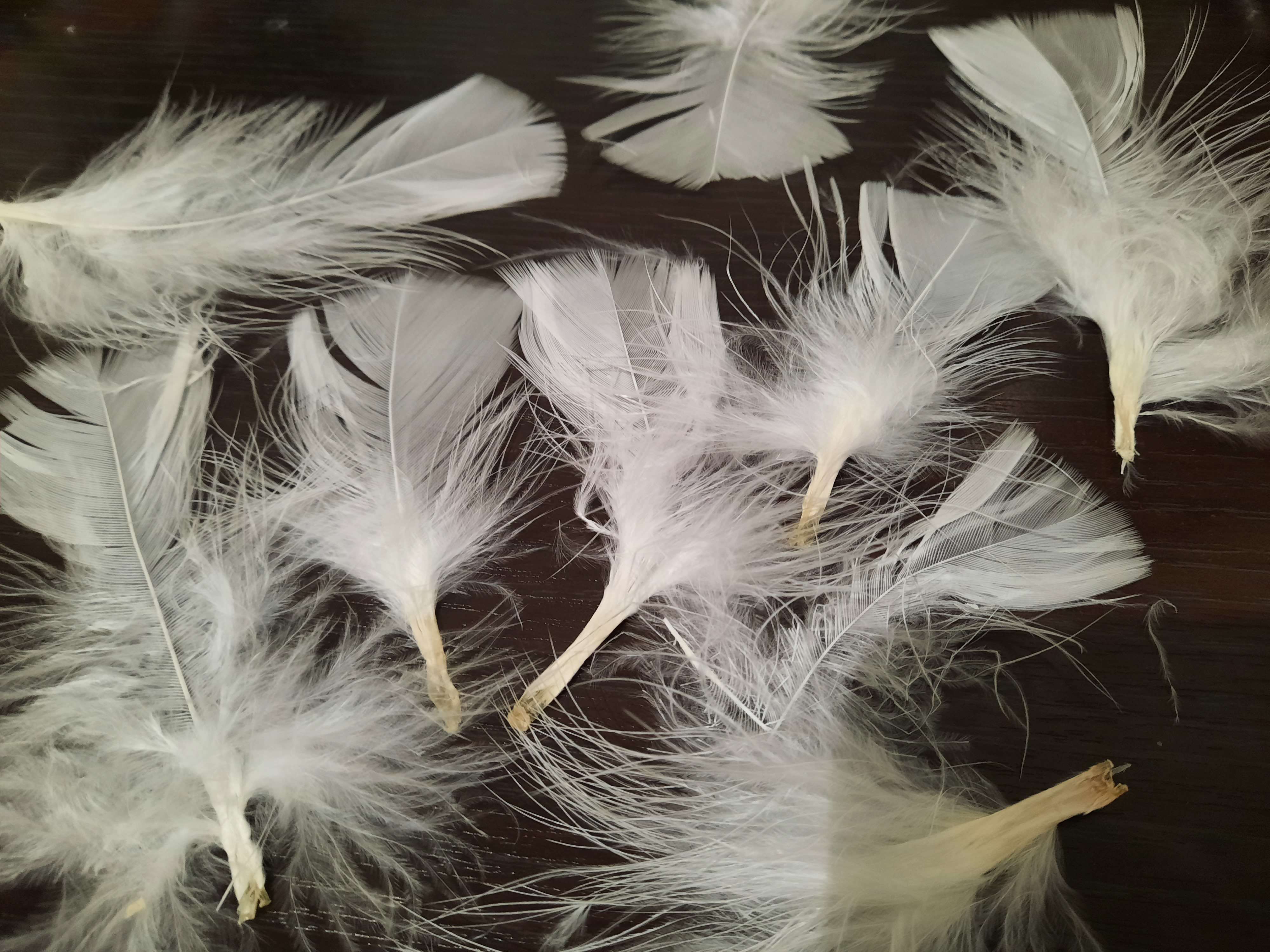 Фотография покупателя товара Набор перьев для декора 10 шт., размер 1 шт: 10 × 4 см, цвет розовый - Фото 1