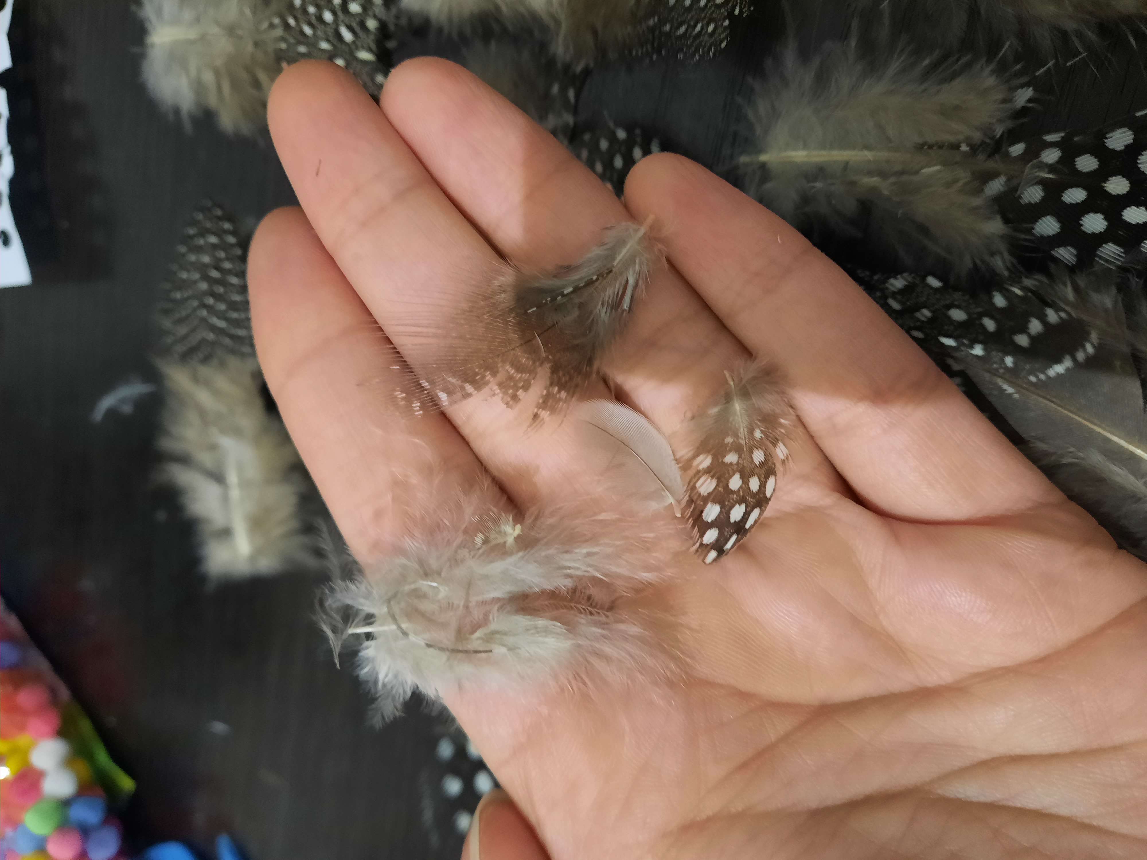 Фотография покупателя товара Набор перьев для декора 10 шт., размер 1 шт: 5 × 2 см, цвет коричневый с белым