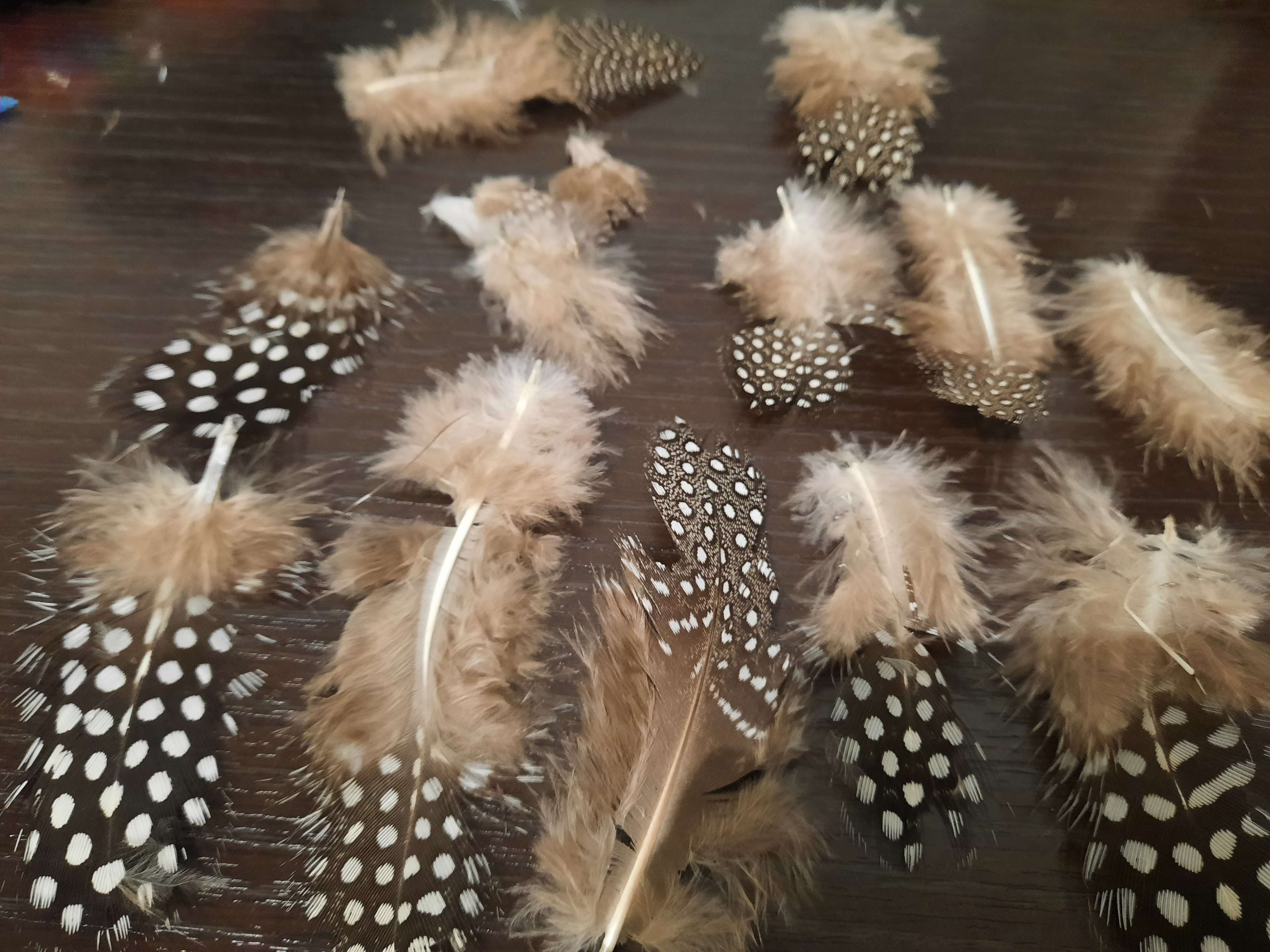 Фотография покупателя товара Набор перьев для декора 10 шт., размер 1 шт: 5 × 2 см, цвет коричневый с белым - Фото 8