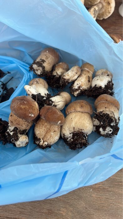 Фотография покупателя товара Мицелий грибов Белый гриб березовый , 60 мл - Фото 1