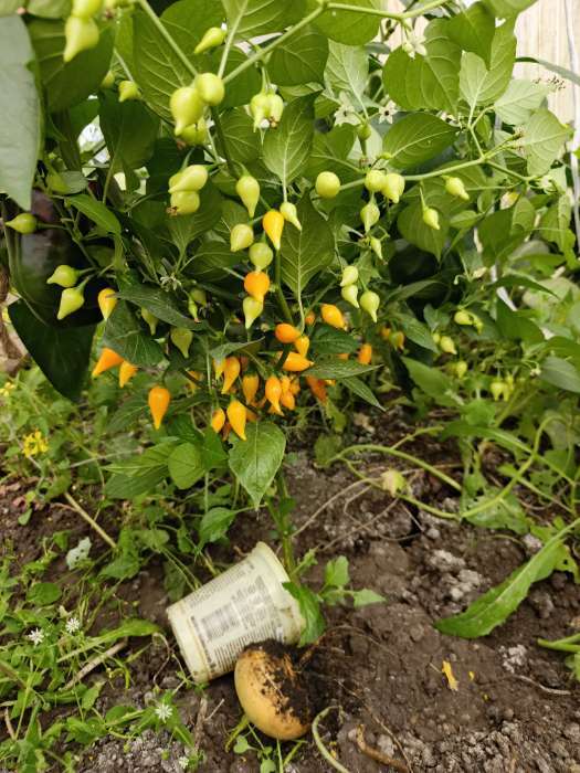 Фотография покупателя товара Семена Перец китайский слабоострый "Бикиньо желтый", Шкала Сковилла, 7 шт - Фото 1