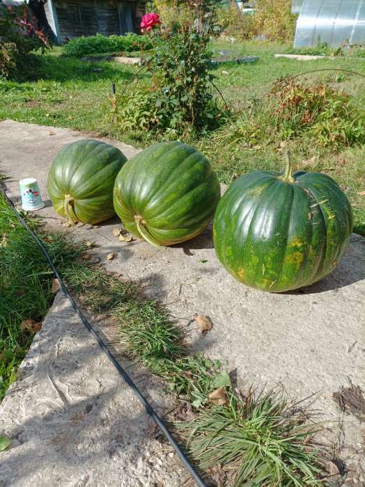 Фотография покупателя товара Семена Тыква "Жемчужина" мускатная, 2 г - Фото 3