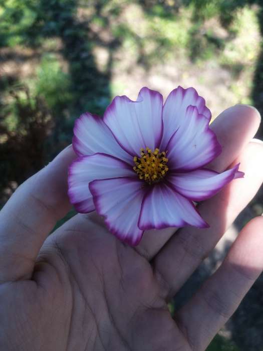 Фотография покупателя товара Семена цветов однолетние Космея Карусель 0,2 - Фото 1