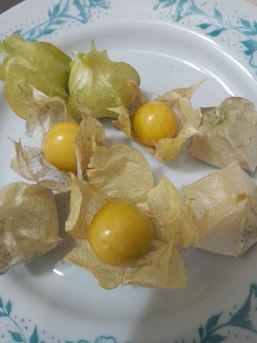 Фотография покупателя товара Семена Физалис "Оранжевая россыпь", 0,2 г - Фото 1