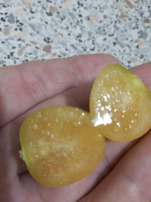 Фотография покупателя товара Семена Физалис "Оранжевая россыпь", 0,2 г - Фото 2