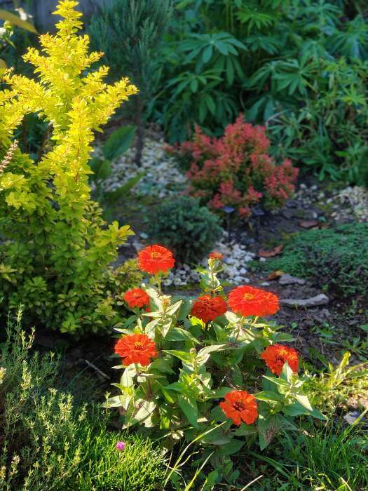 Фотография покупателя товара Семена Цинния Тополино, смесь сортов   Одн Сел. Farao Золотая серия Ц/П 12шт - Фото 1