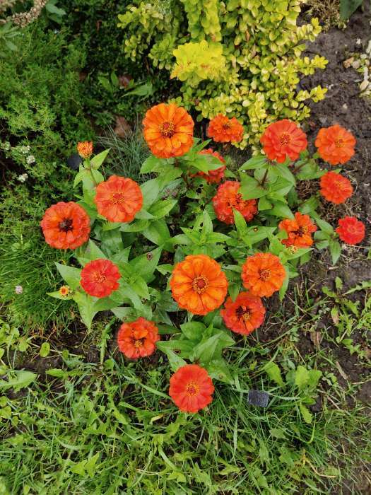 Фотография покупателя товара Семена Цинния Тополино, смесь сортов   Одн Сел. Farao Золотая серия Ц/П 12шт - Фото 2